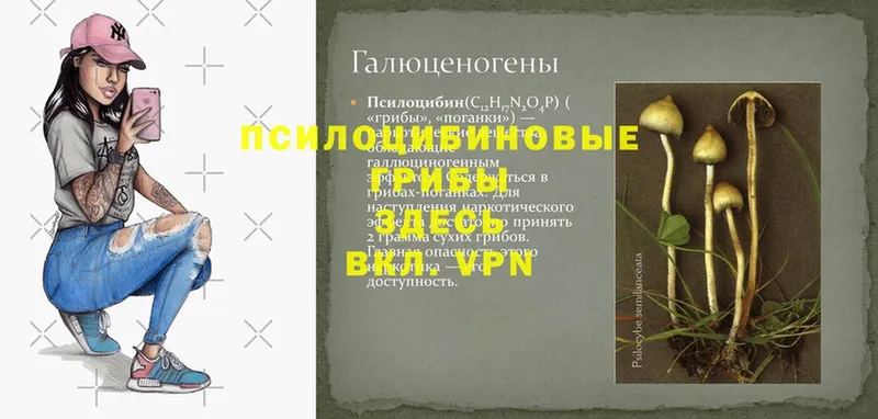 Псилоцибиновые грибы ЛСД  купить закладку  Нестеров 